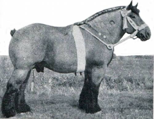 The gigantic Dutch draft horse